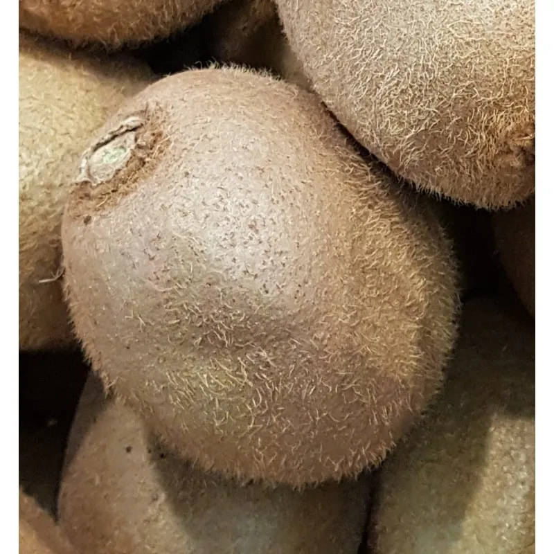 Actinidia deliciosa 'Solo'/ Kiwi 'Solo' (Autofertile) / Godet / Fruitier