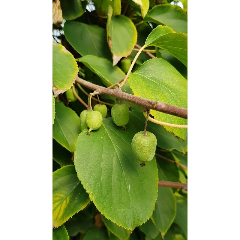 Actinidia arguta 'Issaï'/ Kiwaï 'Issaï' (Autofertile) / Godet / Fruitier