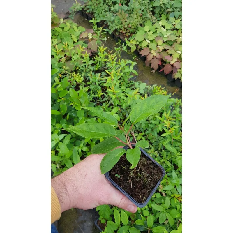 Actinidia arguta 'Lucy'/ Kiwaï 'Lucy' (Femelle) / Godet / Fruitier