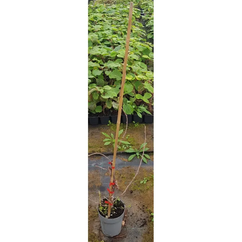 Actinidia arguta 'Chang Bai Giant' / Kiwaï 'Chang Bai Giant' (Femelle) / Conteneur de 2 à 2.9 litres / Fruitier