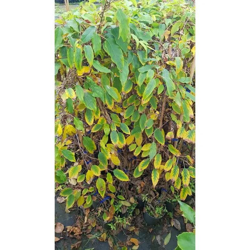 Actinidia arguta 'Fresh Jumbo' / Kiwaï 'Fresh Jumbo' (Femelle) / Conteneur de 2 à 2.9 litres / Fruitier