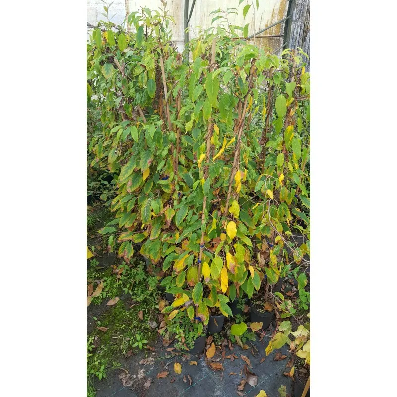 Actinidia arguta 'Ken's Red' / Kiwaï 'Ken's Red' (Femelle) / Conteneur de 2 à 2.9 litres / Fruitier
