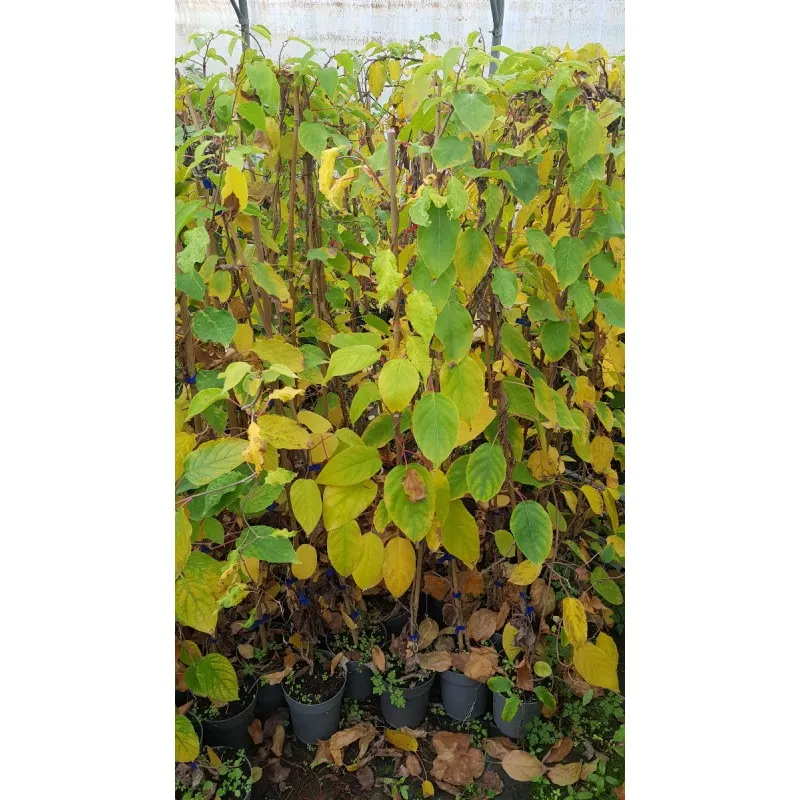 Actinidia arguta 'Rote Potsdamer' / Kiwaï 'Rote Potsdamer' (Femelle) / Conteneur de 2 à 2.9 litres / Fruitier