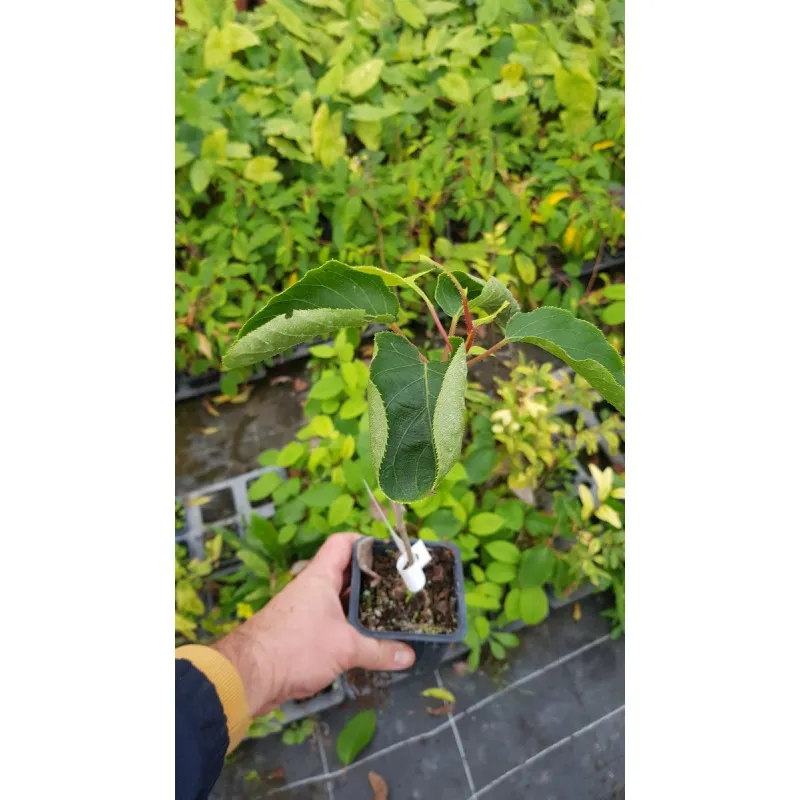 Actinidia arguta 'Rote Potsdamer' / Kiwaï 'Rote Potsdamer' (Femelle) / Godet / Fruitier
