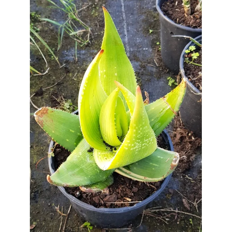 Aloe ukambensis 'Regal red' / Kenya Aloe / Conteneur de 2 à 2.9 litres