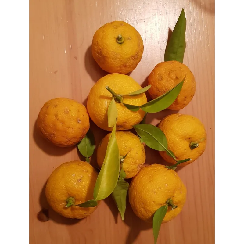 Citrus x junos sur Volkameriana / Citronnier Yuzu / Conteneur de 2 à 3 litres / Tigette