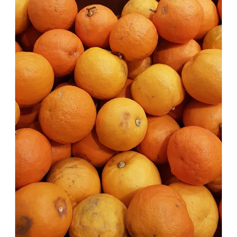 Citrus aurantium greffé sur Volkameriana / Bigaradier de Séville / Conteneur de 3 à 4 litres / Tigette