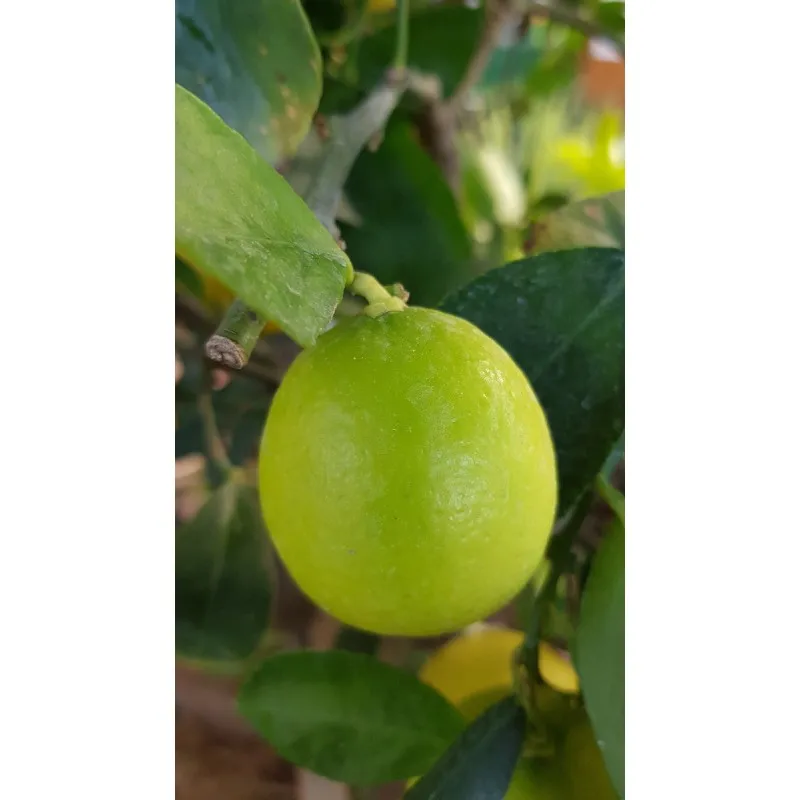 Citrus x latifolia 'Tahiti' greffé sur Volkameriana / Lime de Tahiti / Conteneur de 3 à 4 litres