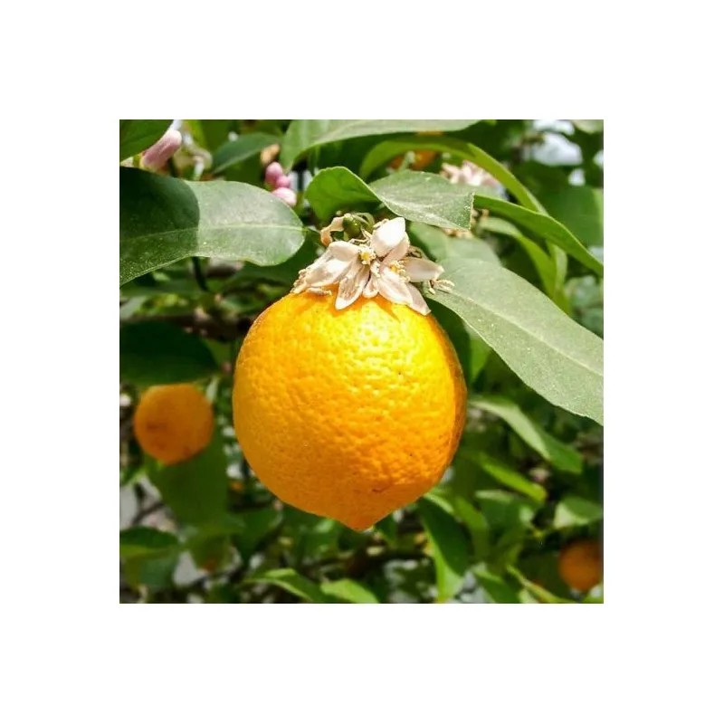 Citrus volkameriana (De Semis) / Citron Volkamer / Conteneur de 1 à 1.9 litres