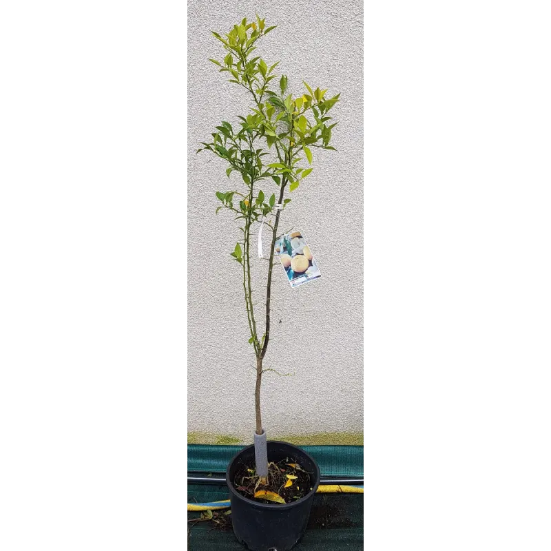 Citrus x junos (De semis) / Citronnier Yuzu / Conteneur de 10 à 15 litres / Baliveau