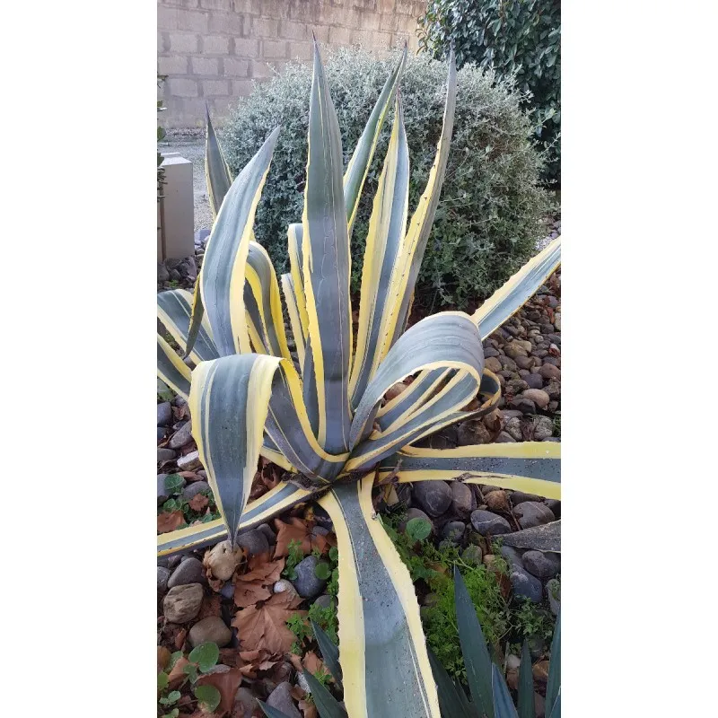 Agave americana 'Marginata' / Agave d'amérique panaché jaune / Conteneur de 1 à 1.9 litres