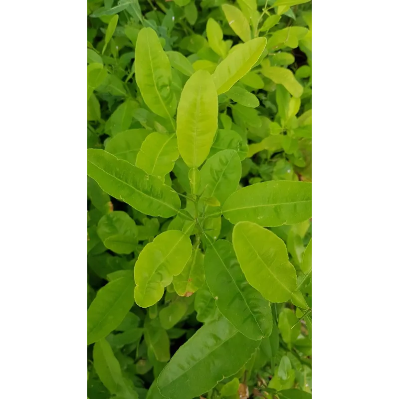 Citrus macrophylla / Citronnier Alemow / Conteneur de 1 à 19 litres / Agrume