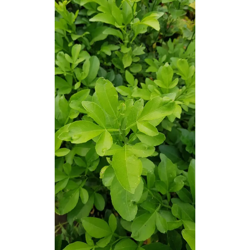 Citrumelo Swingle (De semis) / Citrumelo 4475 / Conteneur de 1 à 1.9 litres / Agrume