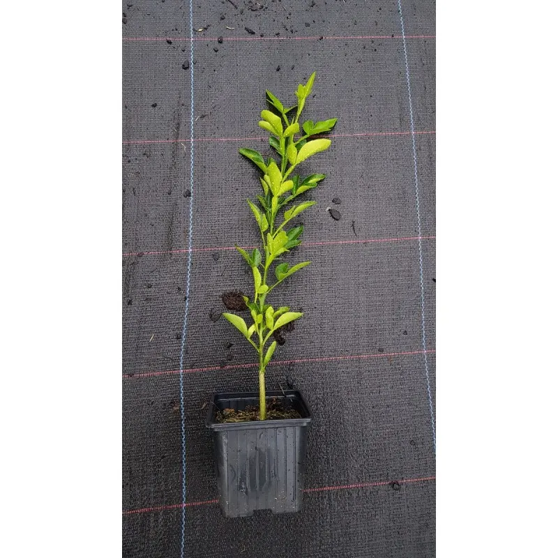 Citrumelo Sacaton (De semis) / Godet / Agrume
