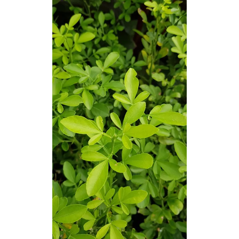 Citrange Carrizo (De semis) / Conteneur de 1 à 1.9 litres / Agrume