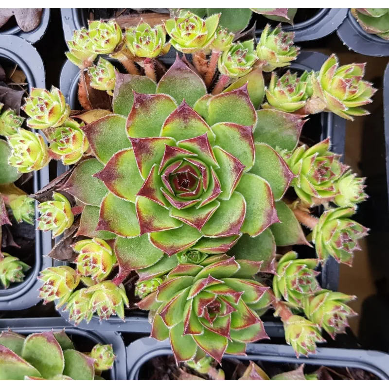 Sempervivum COLLECTION DU POITOU 'Lusignan' / Joubarbe verte à pointe violacée / Godet / Succulente