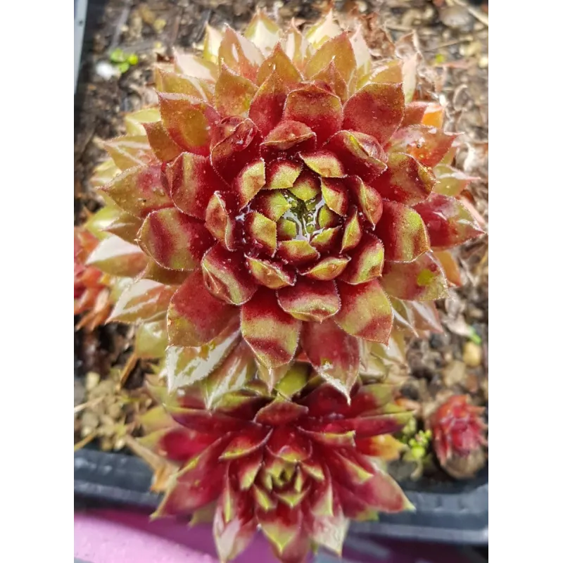 Sempervivum 'Rio de Janeiro' / Joubarbe 'Rio de Janeiro' / Godet / Succulente