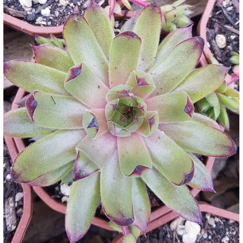 Sempervivum 'Leon Yellow' / Joubarbe jaune tendre / Godet / Succulente