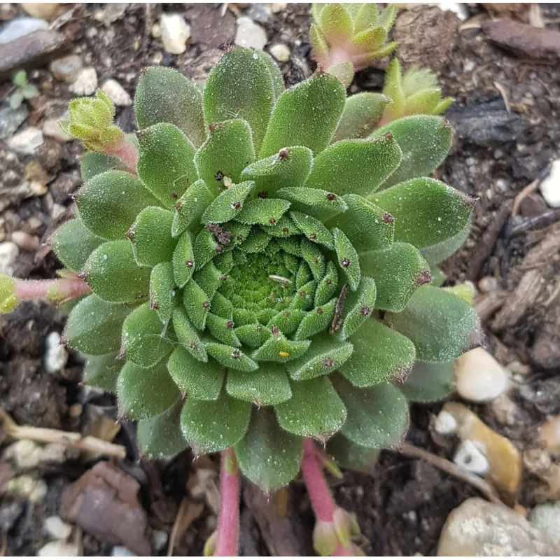 Sempervivum 'Zobra' / Godet / Succulente