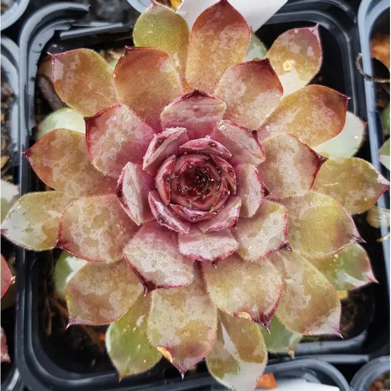 Sempervivum 'Zulay' / Joubarbe rose / Godet / Succulente