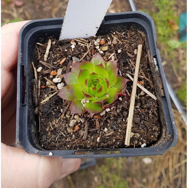 Sempervivum 'Orange Glow' / Joubarbe orange / Godet / Succulente