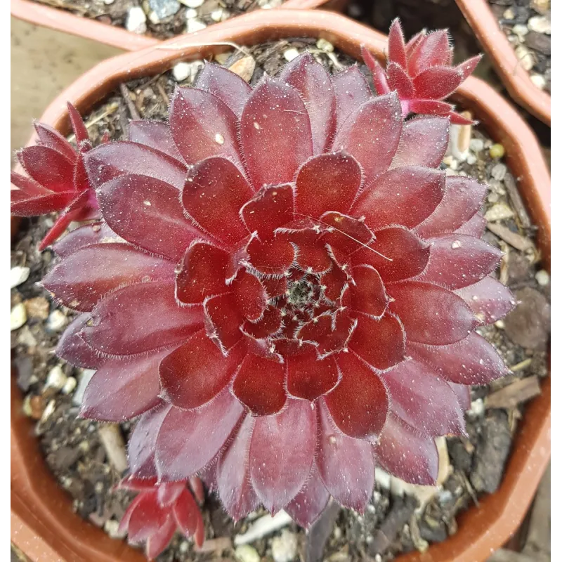 Sempervivum 'Flasher' / Joubarbe bicolore / Godet / Succulente