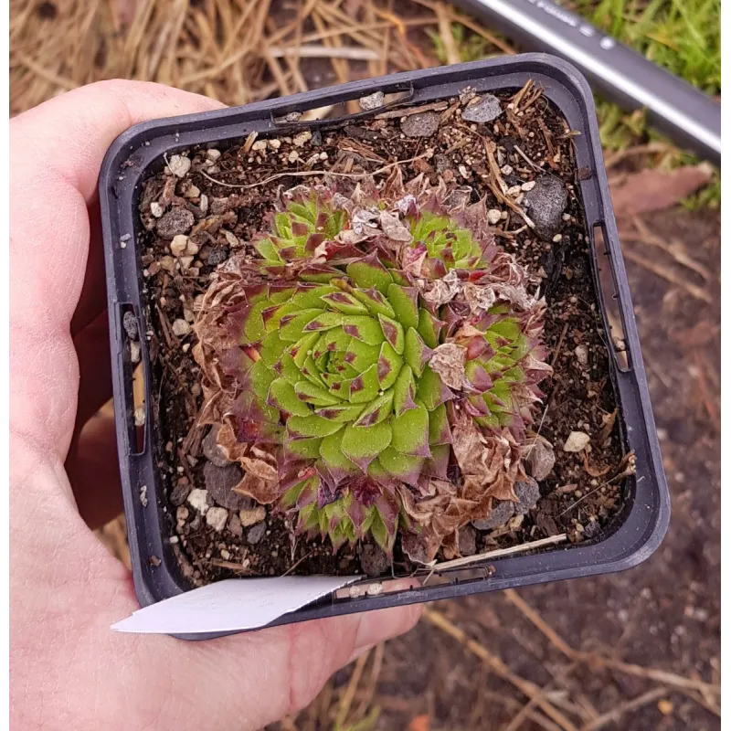 Jovibarba x nixonii 'Feuerrad' / Godet / Succulente