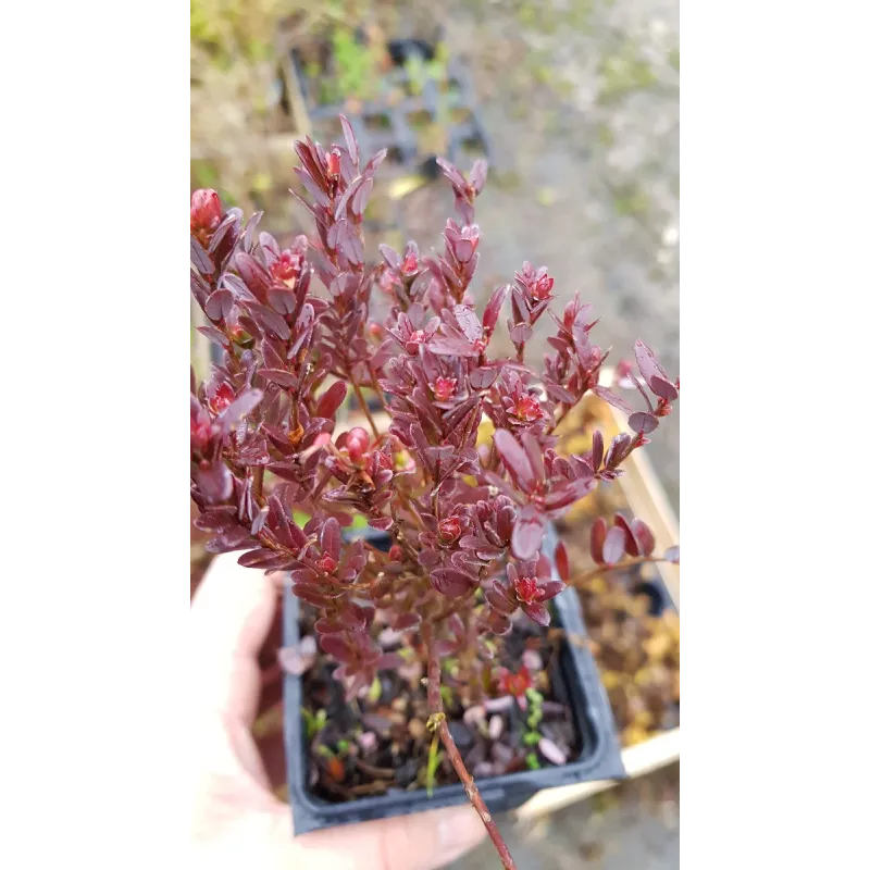 Vaccinium macrocarpon 'Big Pearl' / Cranberry 'Big Pearl' / Godet / Petit-fruit