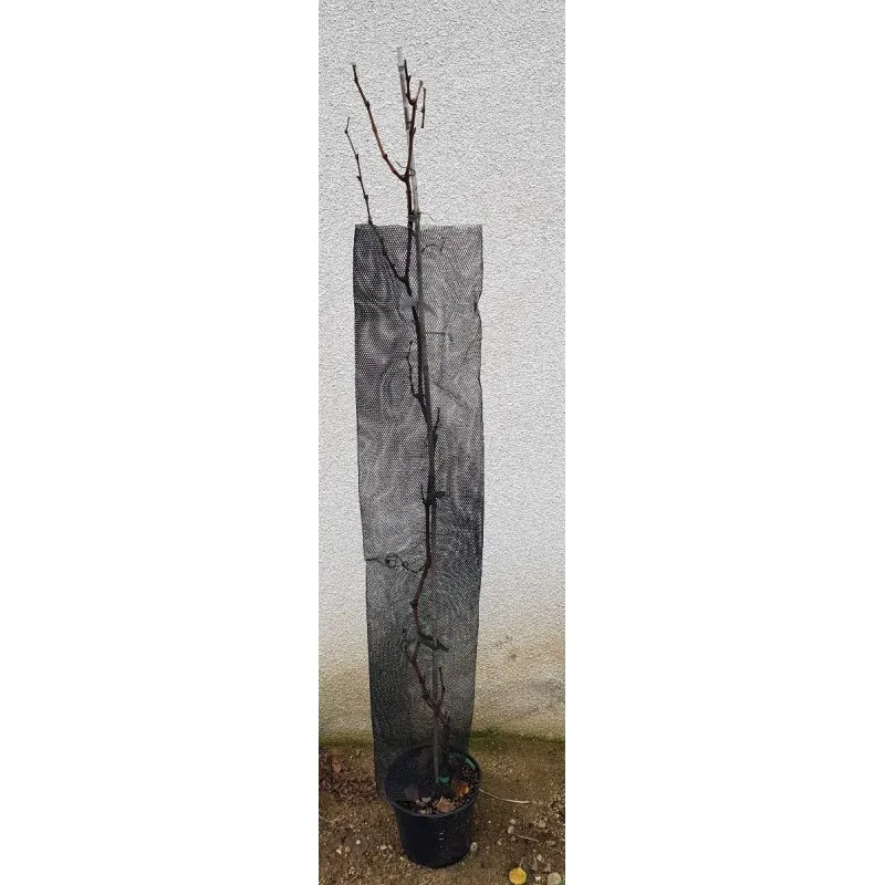 Manchon Anti Rongeur ou d'ombrage pour les troncs / Noir ø 14cm H 120cm 85g/m²