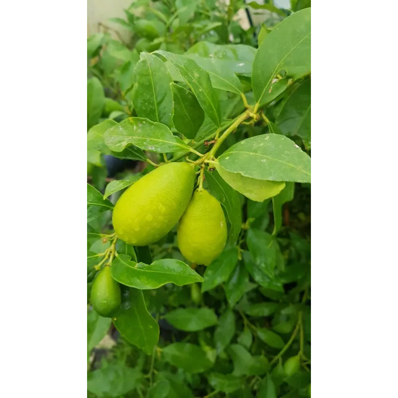 Citrus x floridana 'Tavares' greffé sur Poncirus trifoliata / Limequat semi-long / Conteneur de 2 à 2.9 litres / Touffe