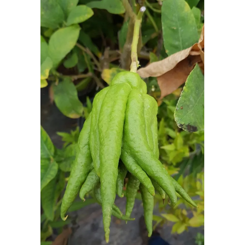 Citrus medica 'Digitata' greffé sur Volkameriana / Cédratier Main de Bouddha / Conteneur de 1 à 1.9 litres / Agrume