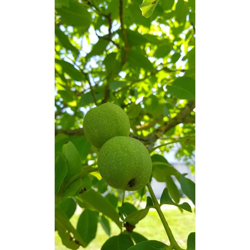 Juglans regia / Noyer Commun / Godet anti-chignon / Scion