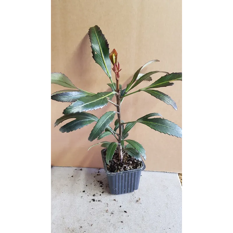 Pseudopanax lessonii 'Moas Toes' / Godet / Plante à feuillage