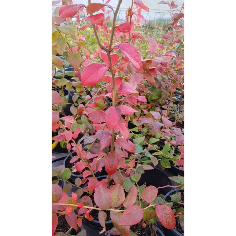 Vaccinium corymbosum ‘Jersey’ / Myrtillier Jersey / conteneur de 3 à 4 litres / Fruitier