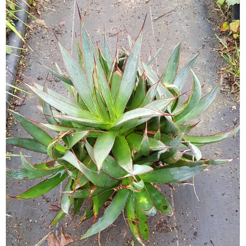 Agave attenuata 'Blue glow' (Multi-Tête) / Agave à Cou de Cygne Bleu / Conteneur de 2 à 2.9 litres
