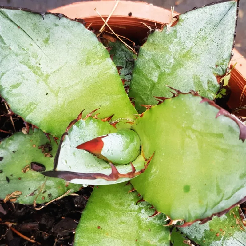 Agave titanota 'Blue' / Conteneur de 2 à 2.9 litres