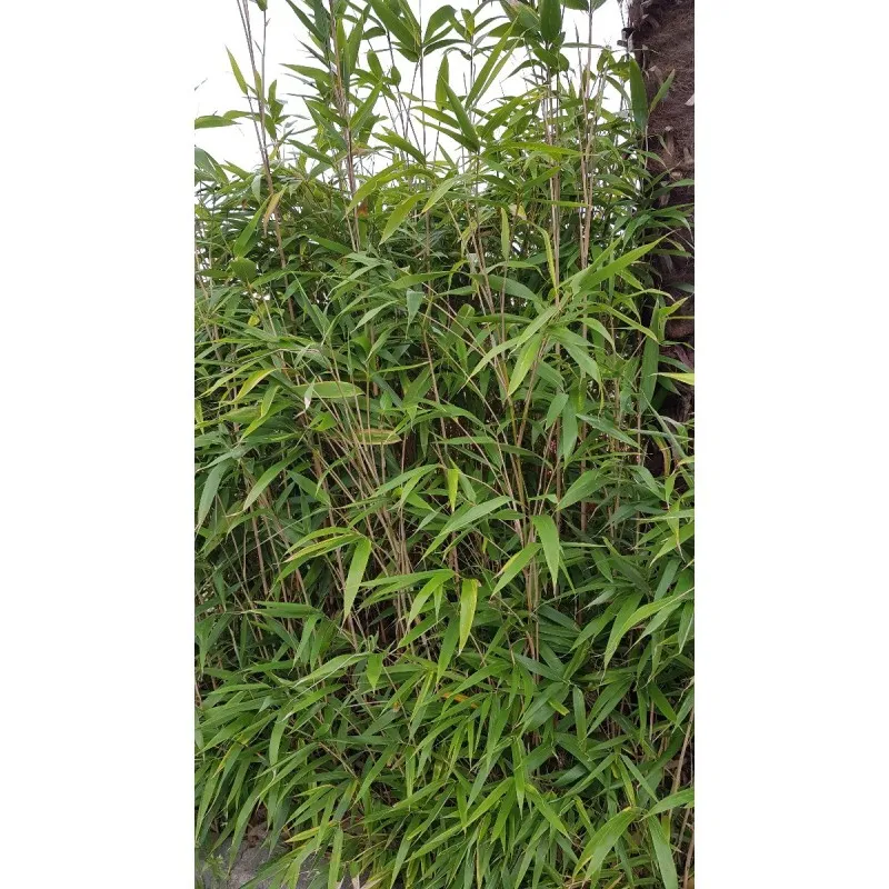 Pseudosasa japonica / Bambou Métaké / Conteneur de 7 à 10 litres