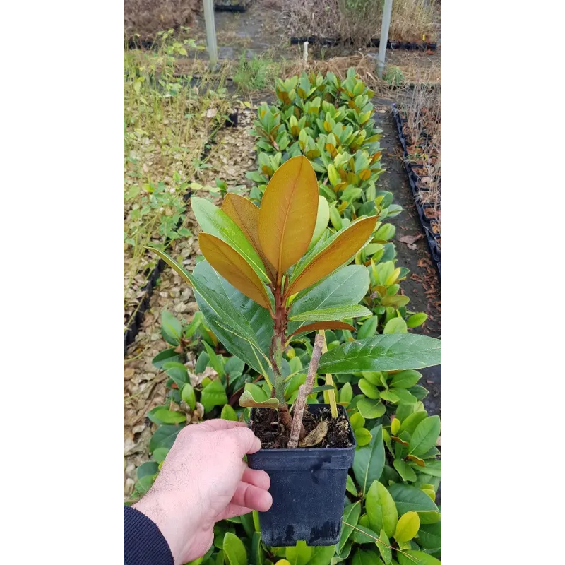Magnolia grandiflora 'François Treyve' / Magnolia d'été 'François Treyve' / Conteneur de 1 à 1.9 litres
