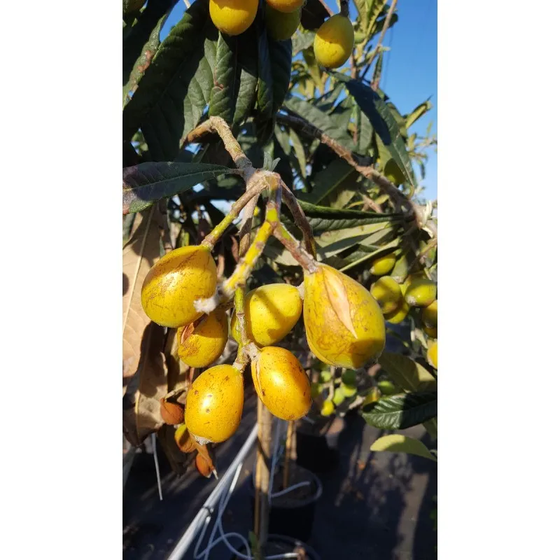Eriobotrya japonica (De semis) / Néflier du Japon / Conteneur de 1 à 1.9 litres / Fruitier