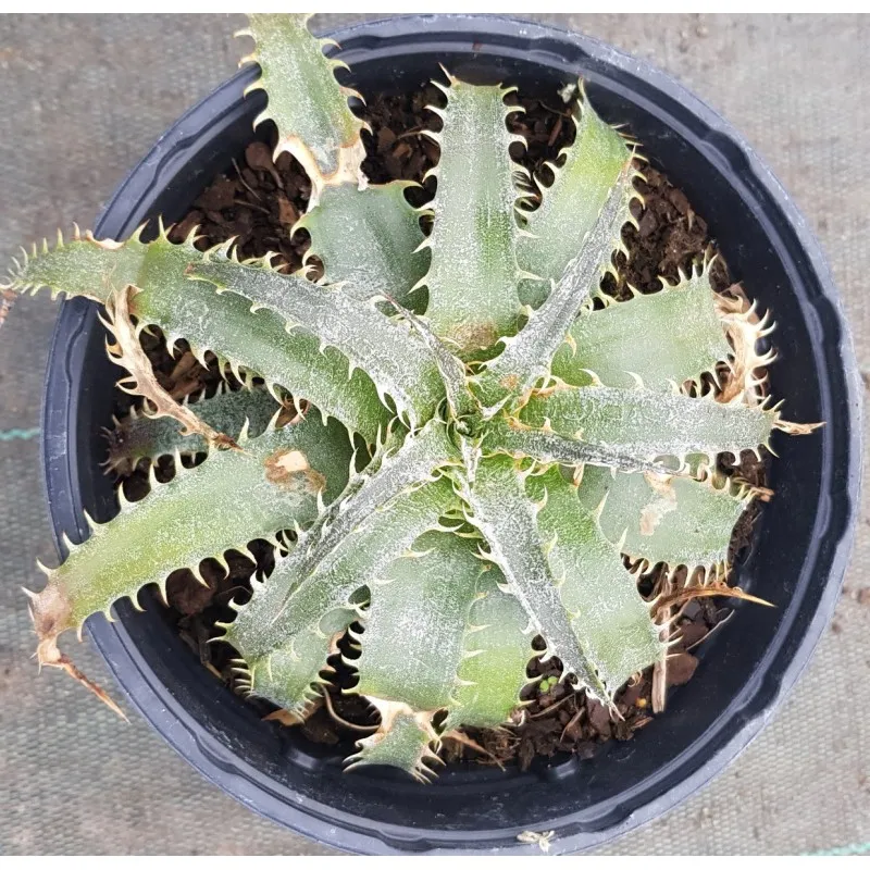 Dyckia 'Fonte des Neiges' / Conteneur de 2 à 2.9 litres / Orchidée