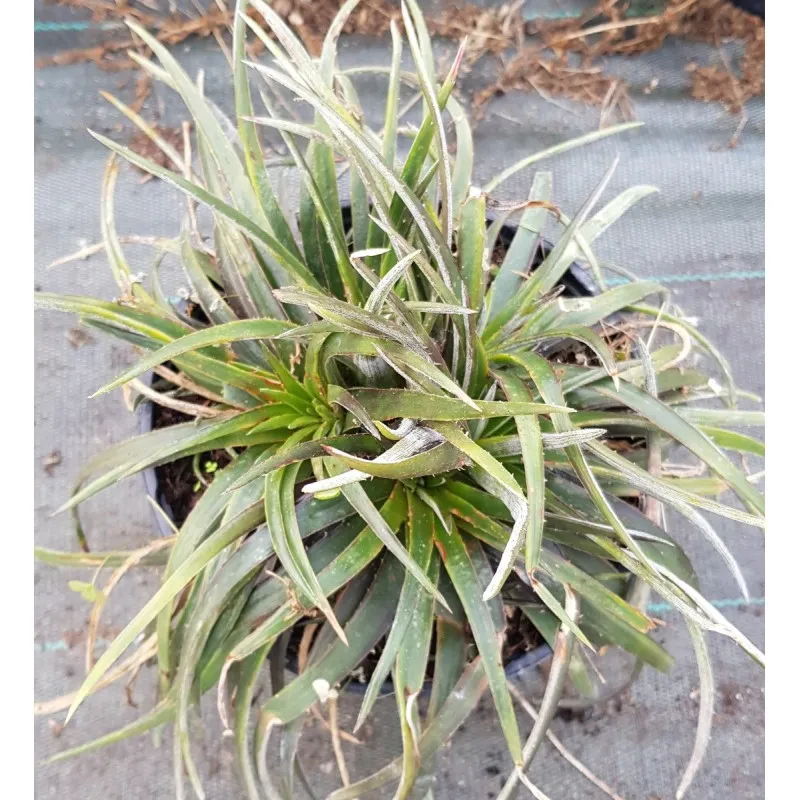 Dyckia 'Green Inermis' / Conteneur de 2 à 2.9 litres / Orchidée