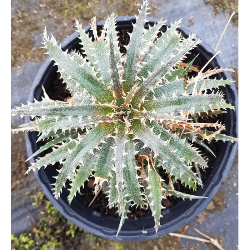 Dyckia 'Brittle Star M2' / Conteneur de 2 à 2.9 litres / Orchidée