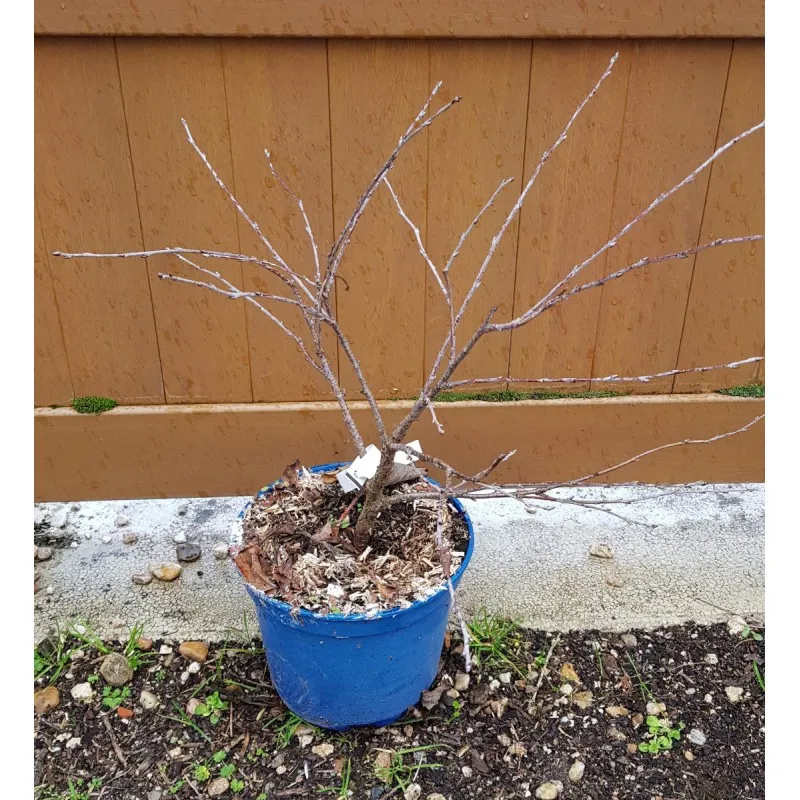 Prunus avium CHERRY BABY® 'Porthos' / Cerisier nain / Conteneur de 3 à 4 litres / Fruitier