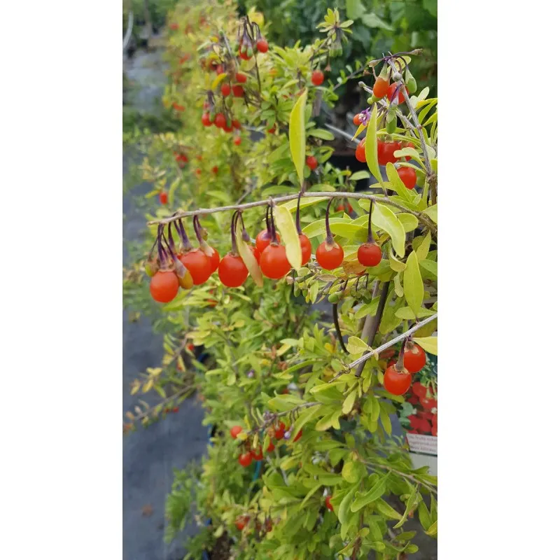 Lycium barbarum GOJIDELYS® 'FPW170803' / Baie de goji / Conteneur de 3 à 4 litres / Fruitier