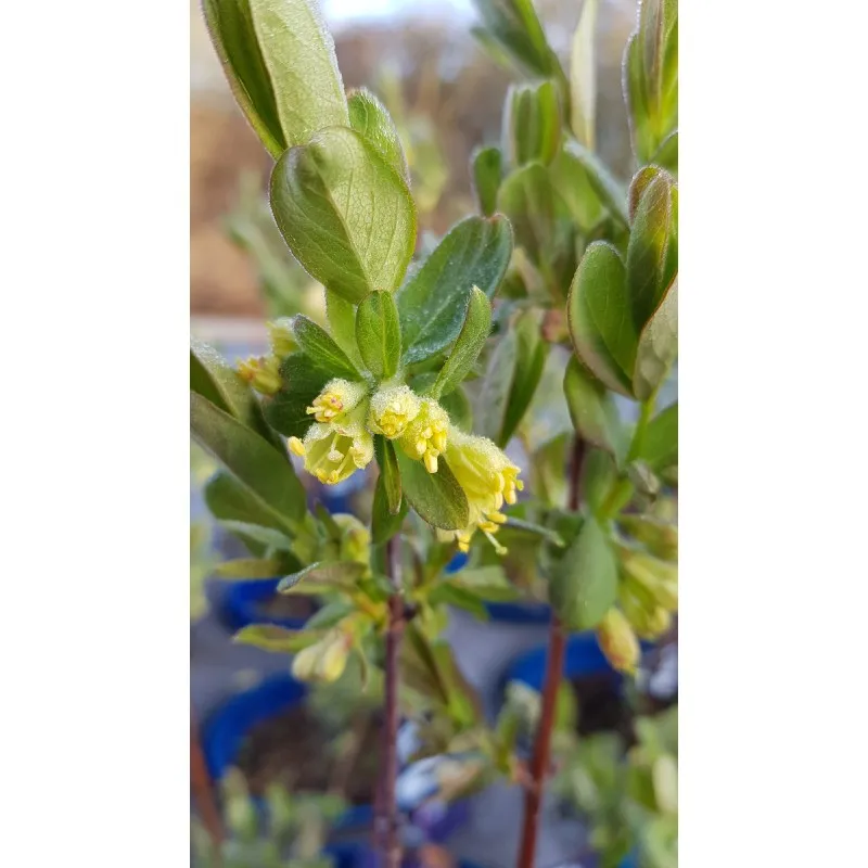 Lonicera caeruela var kamtschatica 'Fruity berry®' / Baie de mai / Camérisier / Conteneur de 2 à 2.9 litres / Fruitier