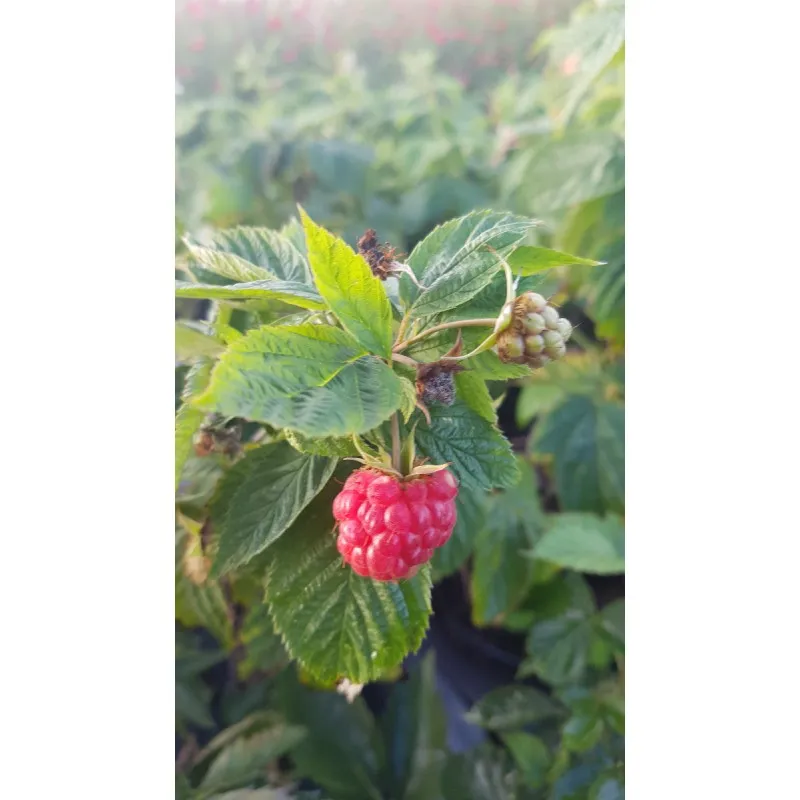 Rubus idaeus Frambélise® / Framboisier Frambélise®' (Remontant) / Conteneur de 3 à 4 litres / Fruitier