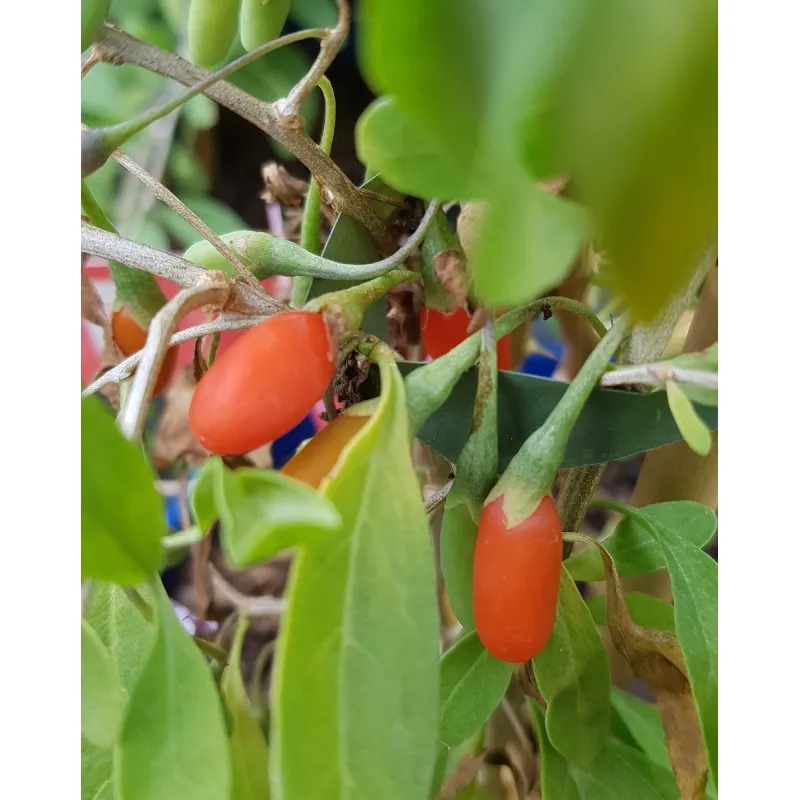 Lycium barbarum 'Altai' / Baie de goji / Conteneur de 3 à 4 litres / Fruitier