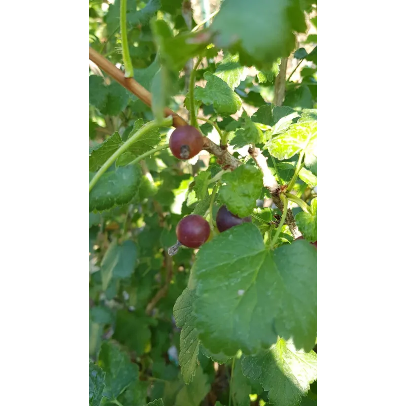 Ribes nigrum x divaricatum 'Josta' / Casseillier Josta / Conteneur de 3 à 4 litres