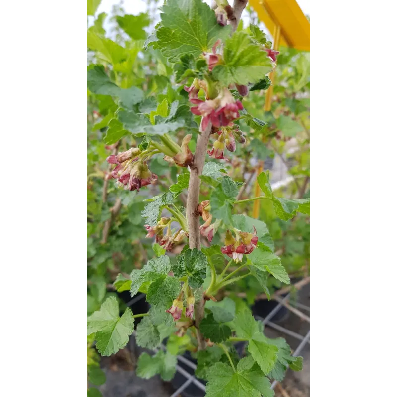 Ribes x culverwellii / Casseillier / Conteneur de 3 à 4 litres / Fruitier