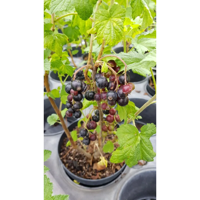 Ribes nigrum 'Géant de Boskoop' / Cassissier 'Géant de Boskoop' / Conteneur de 2 à 2.9 litres